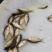 鲫鱼苗中科5号鲫鱼苗+自孵水花（基地直供）