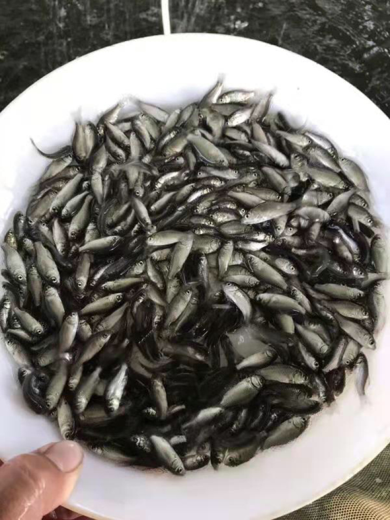 鲫鱼苗中科5号鲫鱼苗+自孵水花（基地直供）