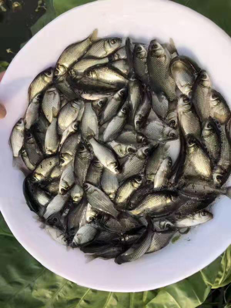 鲫鱼苗中科5号鲫鱼苗+自孵水花（基地直供）