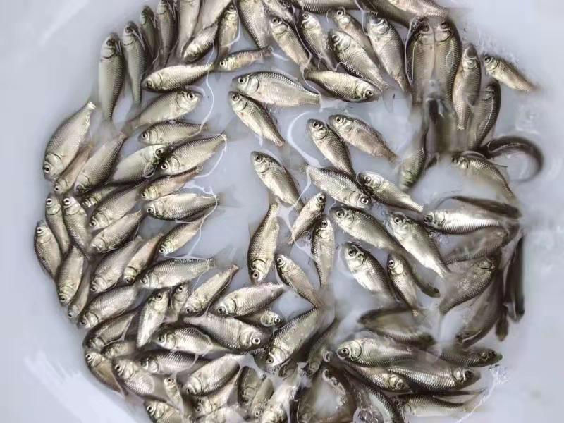 鲫鱼苗中科5号鲫鱼苗+自孵水花（基地直供）