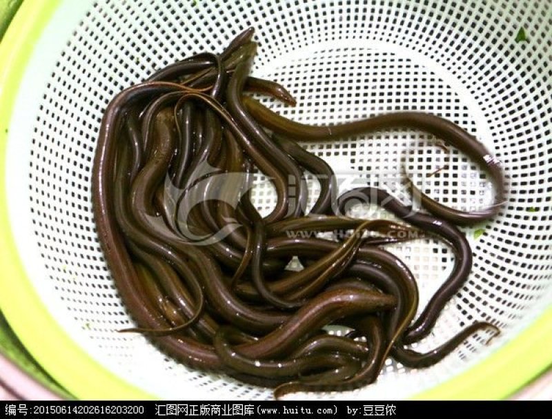 花鲢鱼苗，0.5一2斤