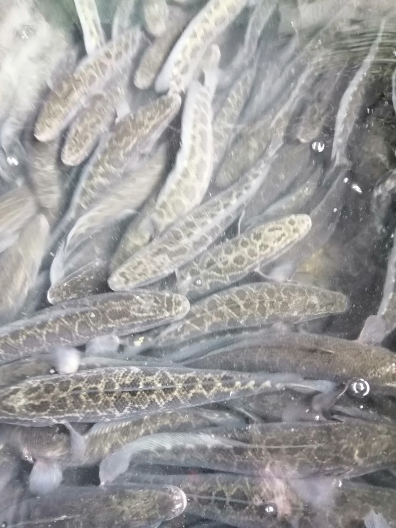 花鲢鱼苗，0.5一2斤