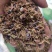 葛花新货货好量大，不满意可以退换货，代抓各种药方