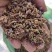 葛花新货货好量大，不满意可以退换货，代抓各种药方