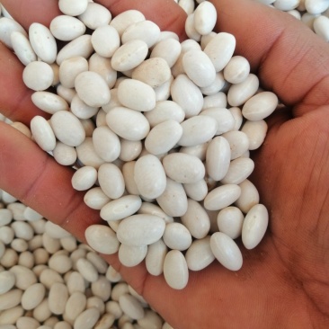 云南精品小白云豆价格从优
