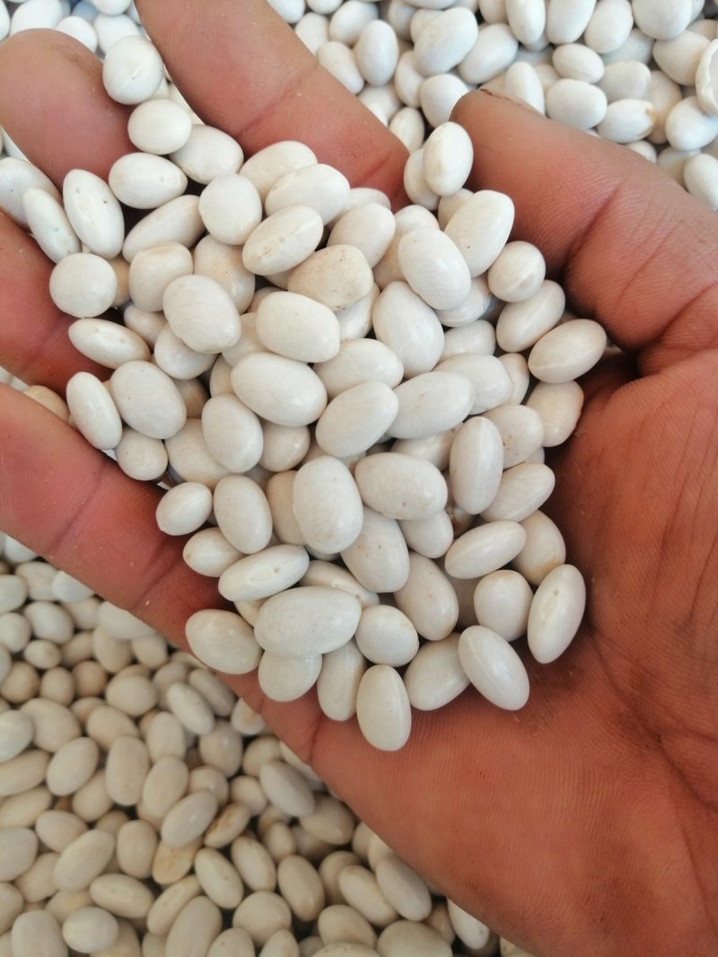 云南精品小白云豆价格从优
