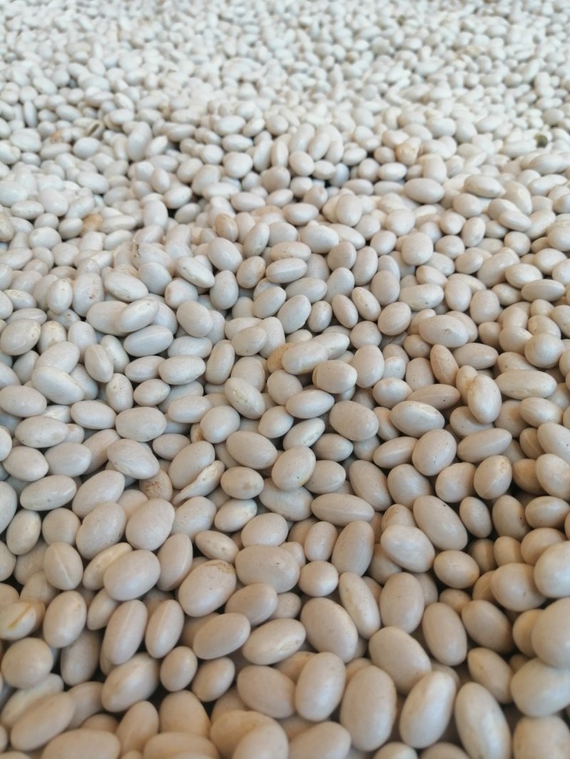 云南精品小白云豆价格从优