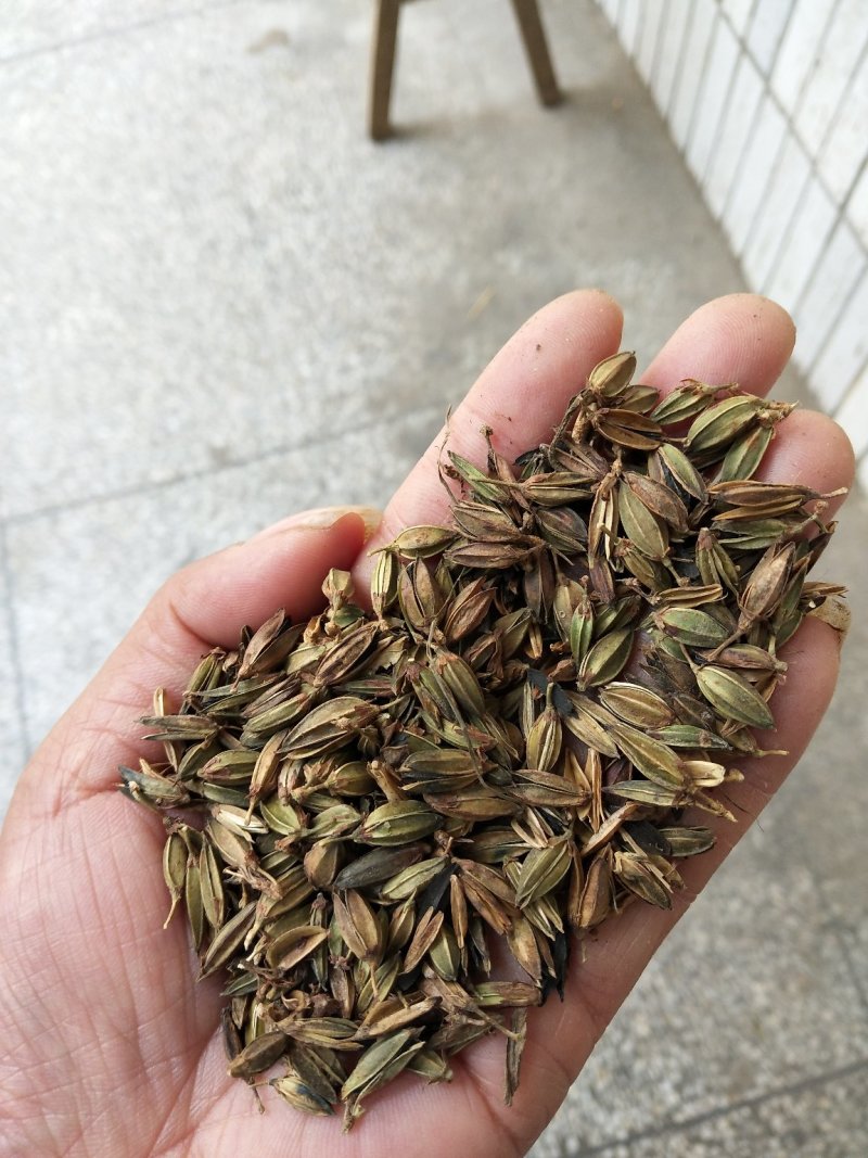 知母种子