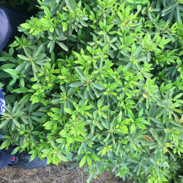 杜鹃球，各规格杜鹃球类，农户直销，量大优惠。