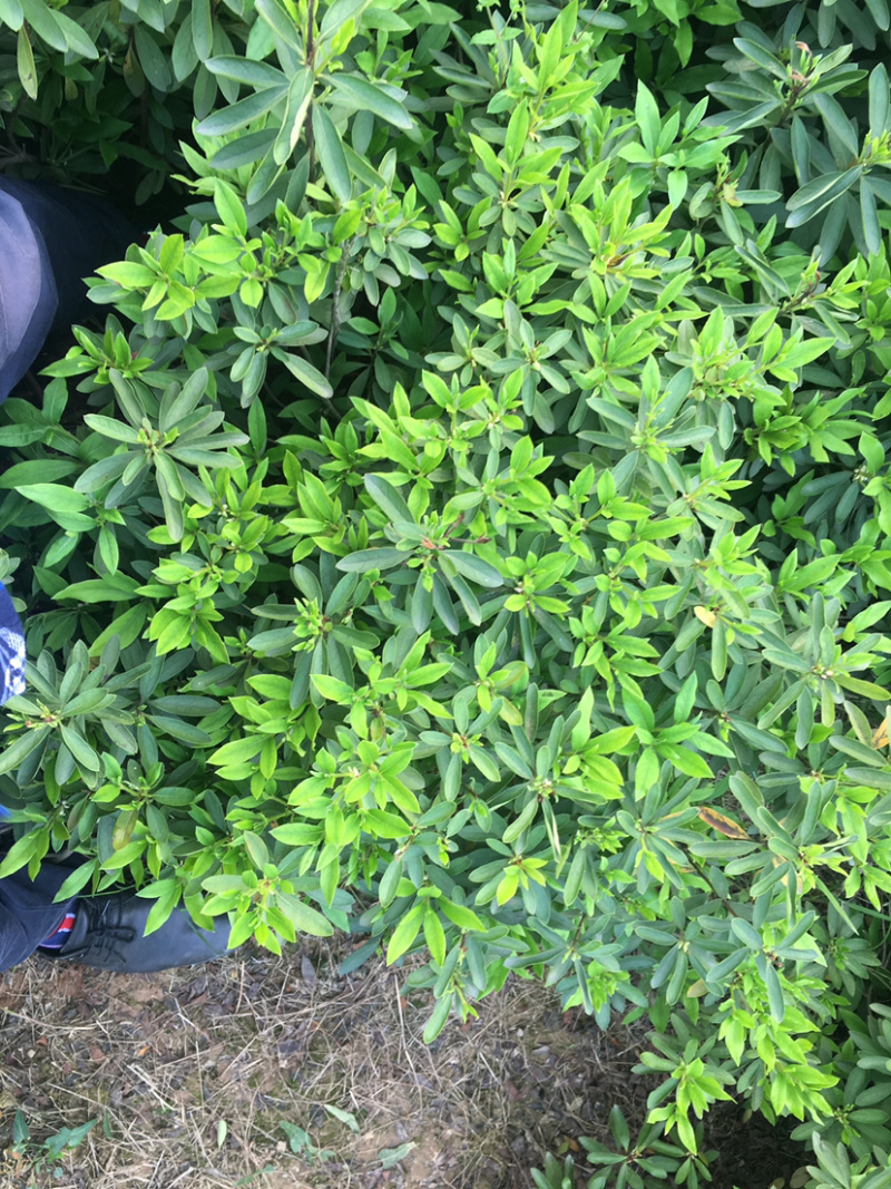 杜鹃球，各规格杜鹃球类，农户直销，量大优惠。