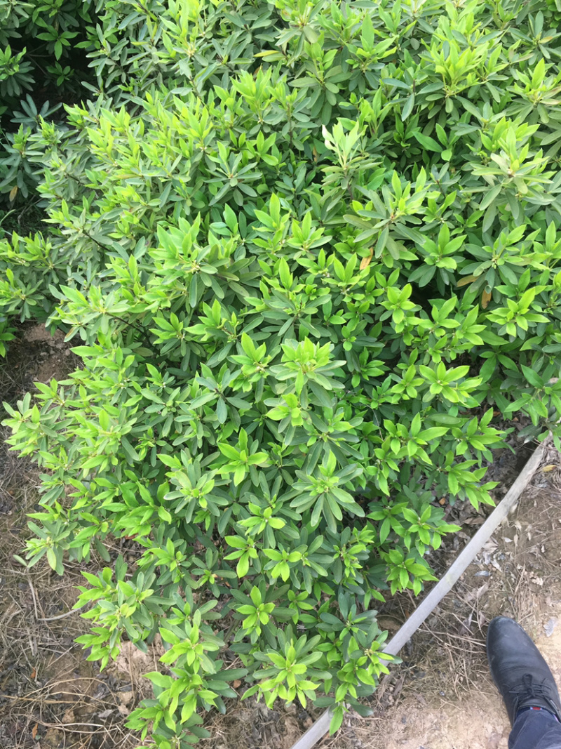 杜鹃球，各规格杜鹃球类，农户直销，量大优惠。