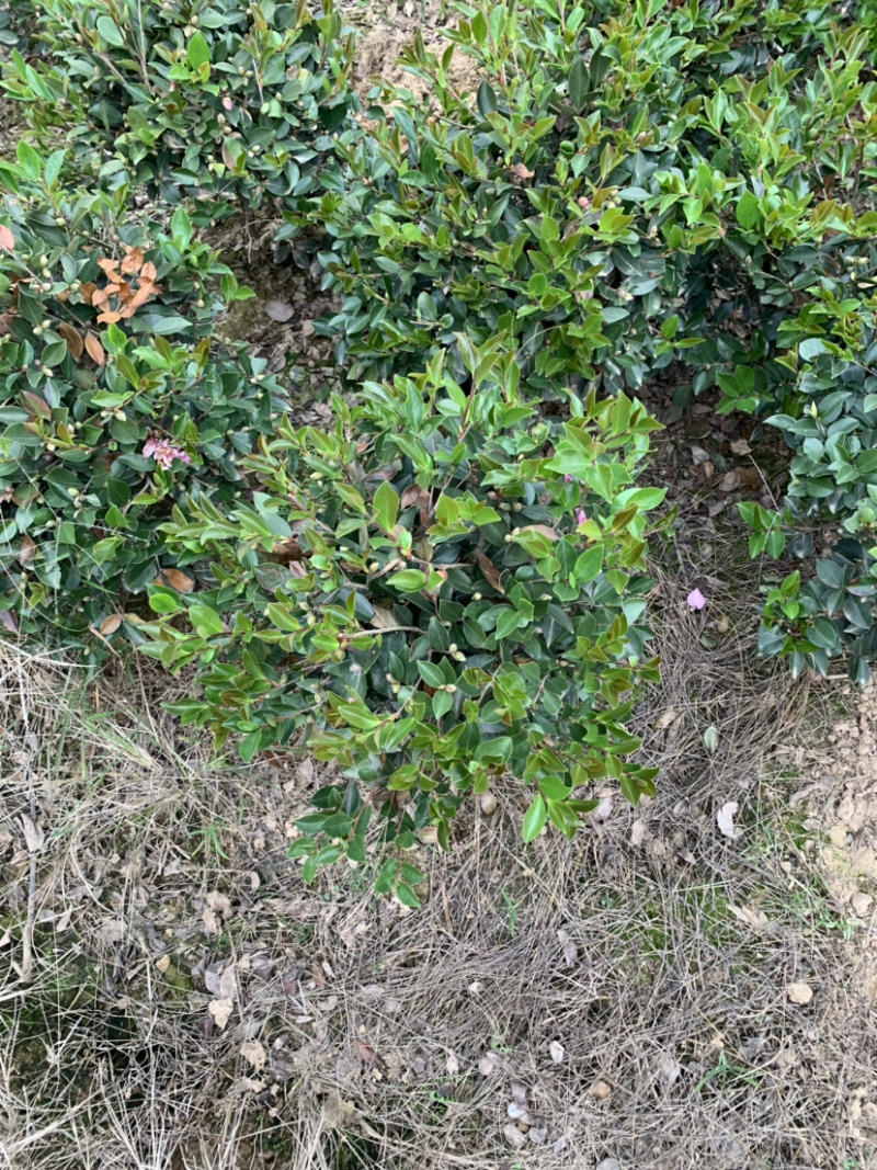 茶梅球，各规格球类，农户直销，量大优惠。