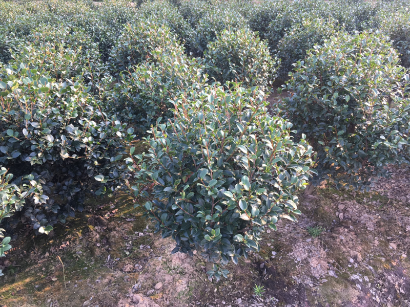 茶梅球，各规格球类，农户直销，量大优惠。