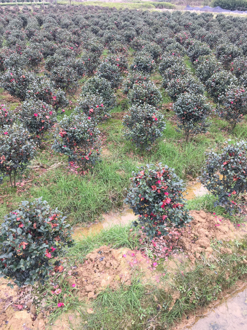 茶梅球，各规格球类，农户直销，量大优惠。