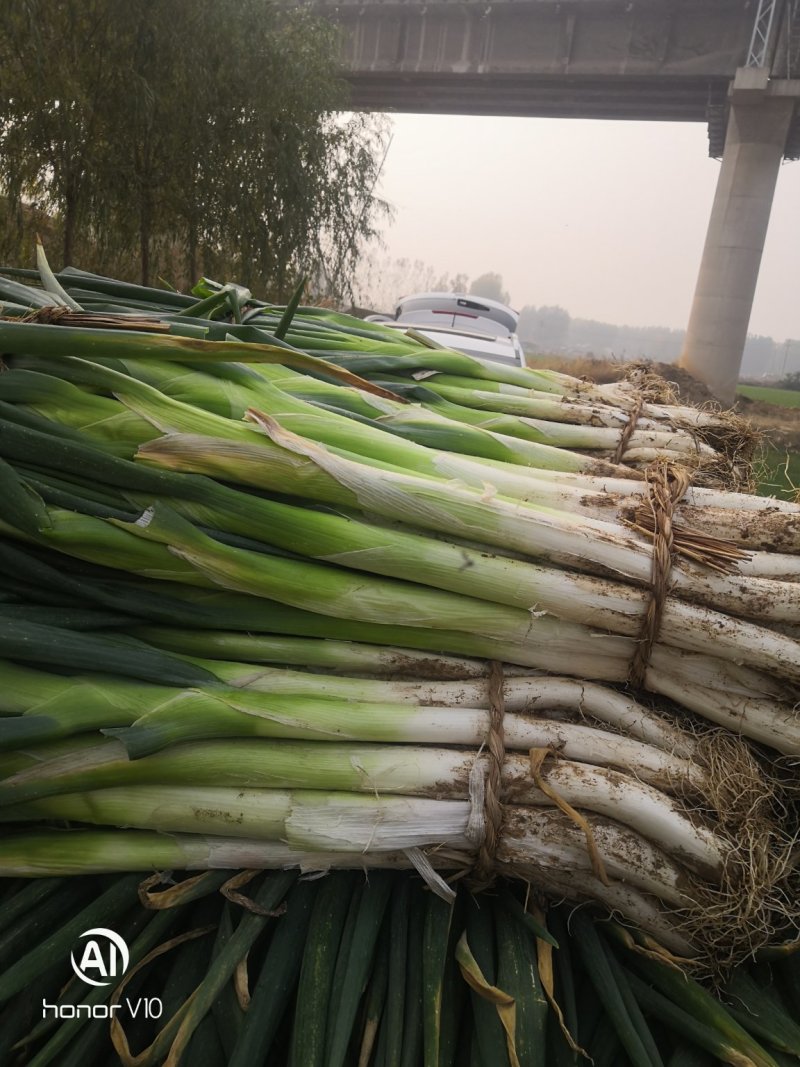 山东莱芜长白大葱