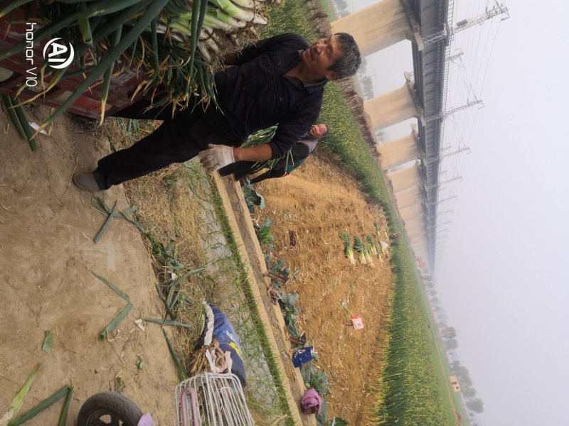 山东莱芜长白大葱