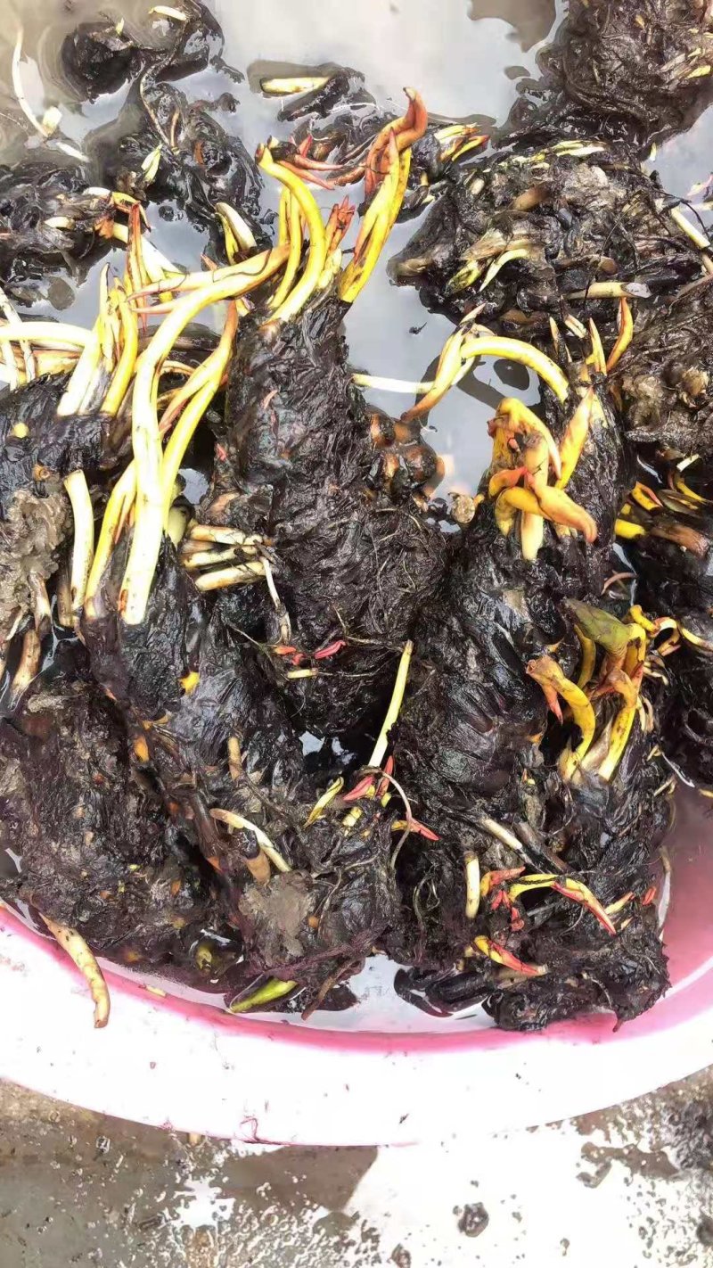 睡莲精品睡莲热带睡莲耐寒睡莲睡莲花批发价