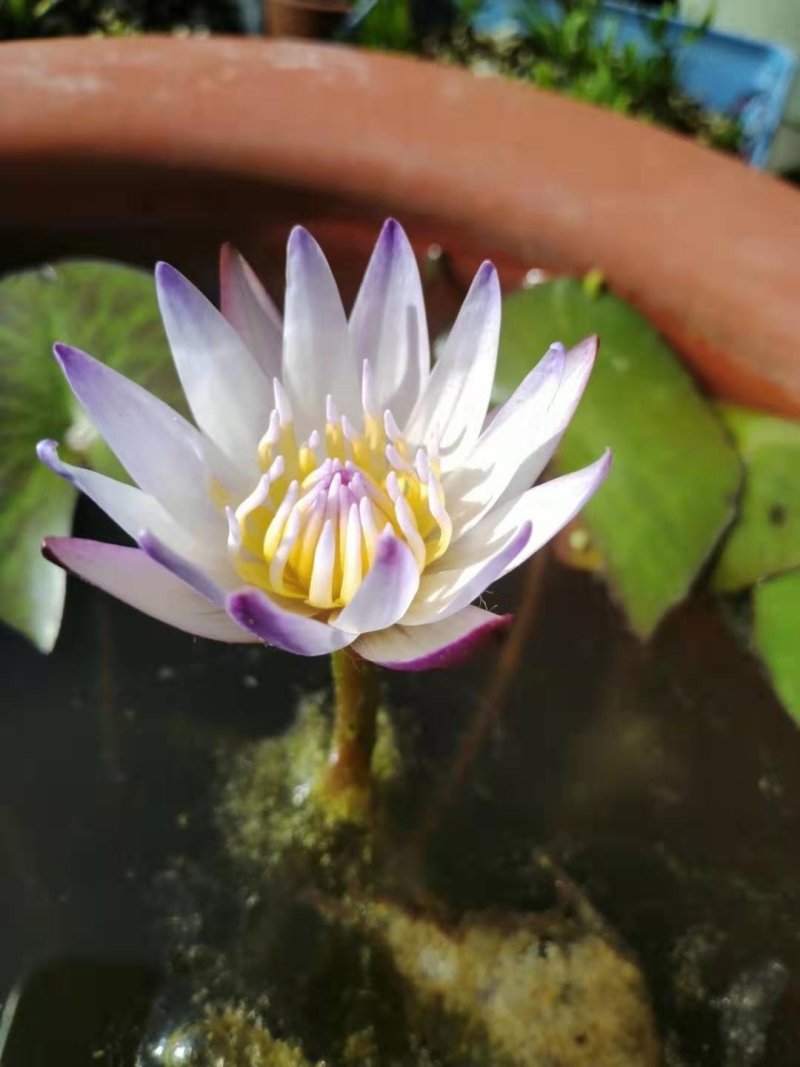 睡莲【包邮】精品睡莲迷你睡莲四季睡莲水生植物