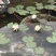 睡莲【包邮】精品睡莲迷你睡莲四季睡莲水生植物
