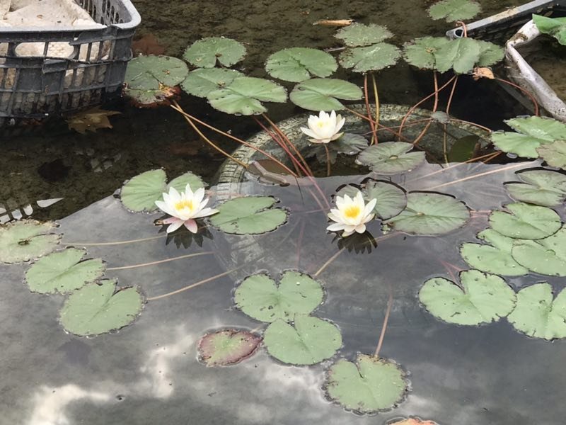 睡莲【包邮】精品睡莲迷你睡莲四季睡莲水生植物