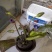 睡莲【包邮】精品睡莲迷你睡莲四季睡莲水生植物