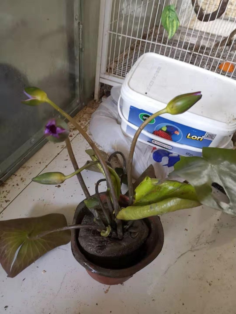 睡莲【包邮】精品睡莲迷你睡莲四季睡莲水生植物