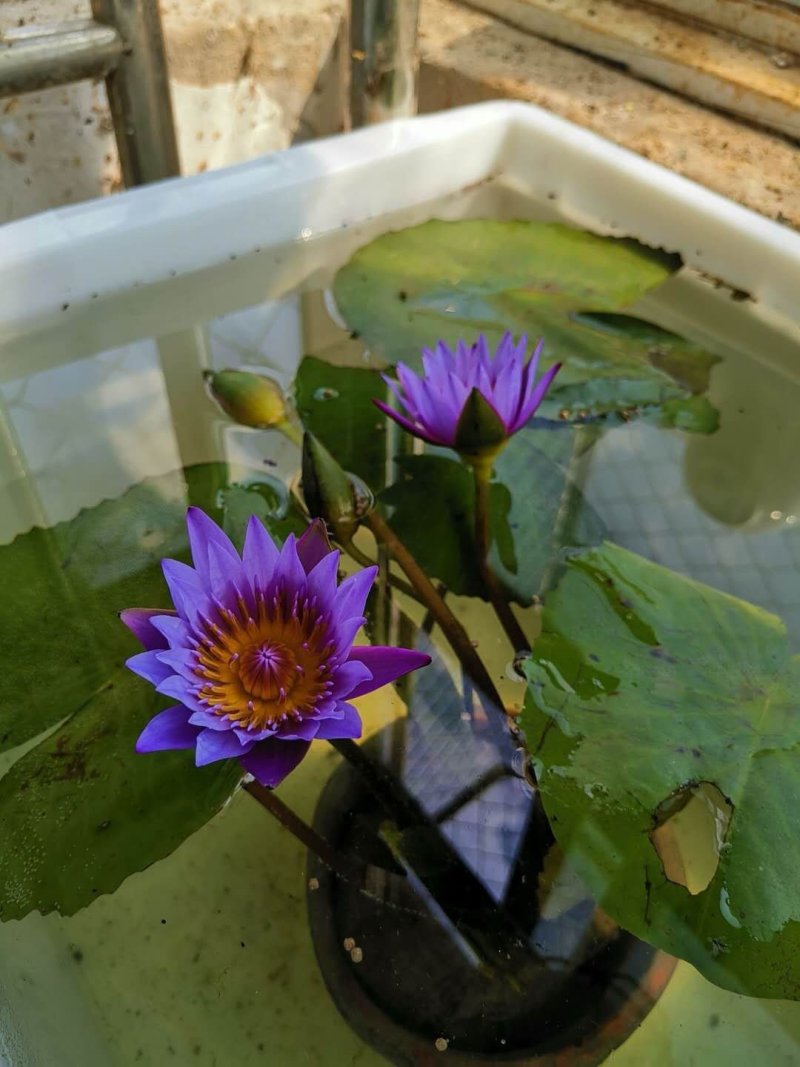 睡莲【包邮】精品睡莲迷你睡莲四季睡莲水生植物