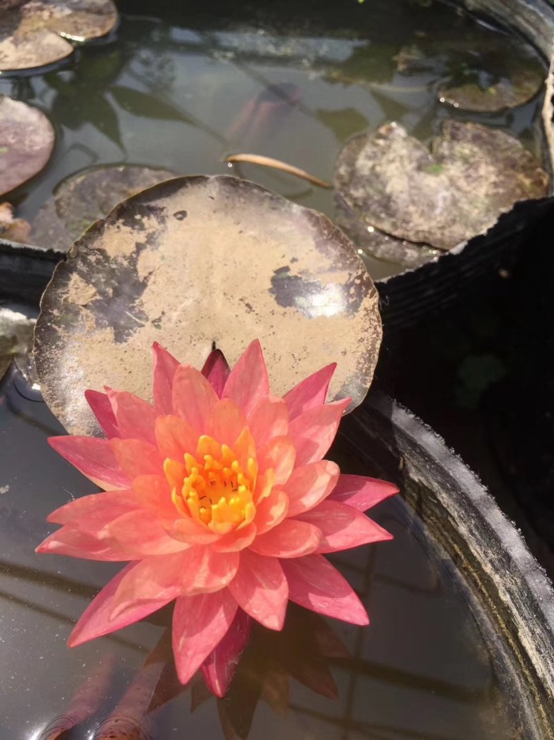 睡莲【包邮】精品睡莲迷你睡莲四季睡莲水生植物