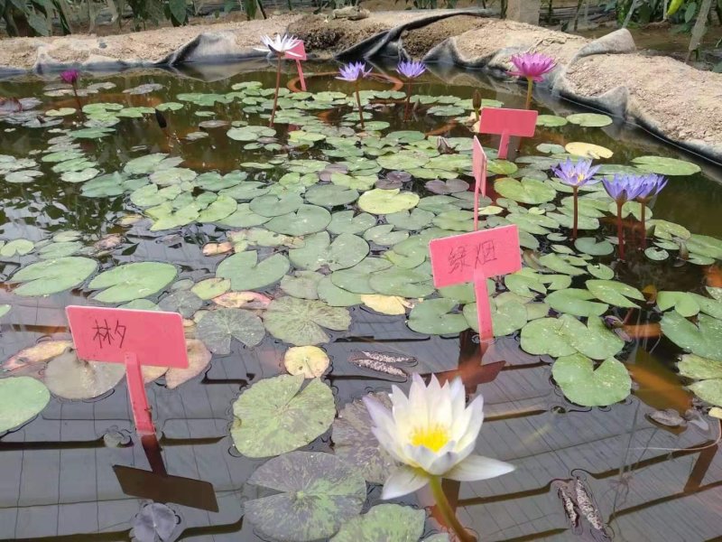 睡莲【包邮】精品睡莲迷你睡莲四季睡莲水生植物