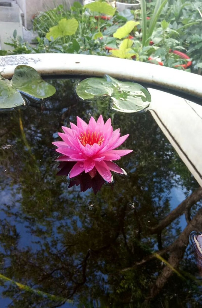 睡莲【包邮】精品睡莲迷你睡莲四季睡莲水生植物