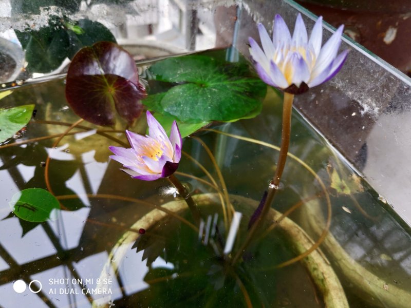 睡莲【包邮】精品睡莲迷你睡莲四季睡莲水生植物