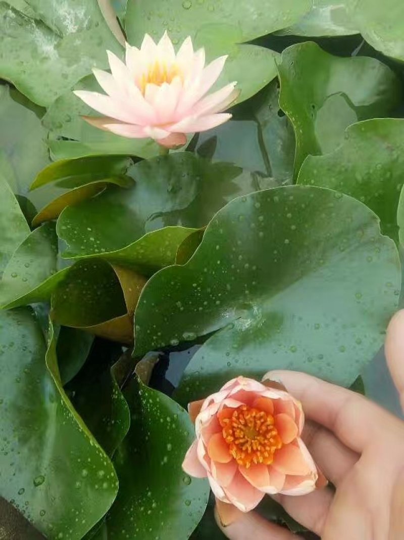 睡莲【包邮】精品睡莲迷你睡莲四季睡莲水生植物