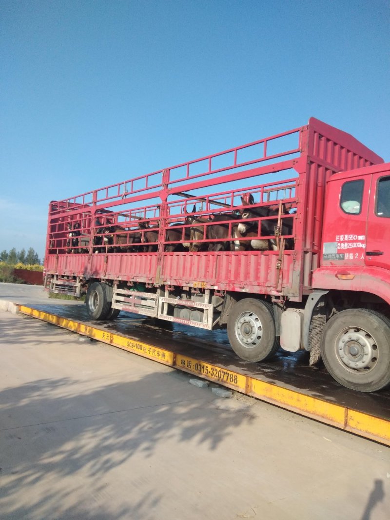 肉驴，驴驹