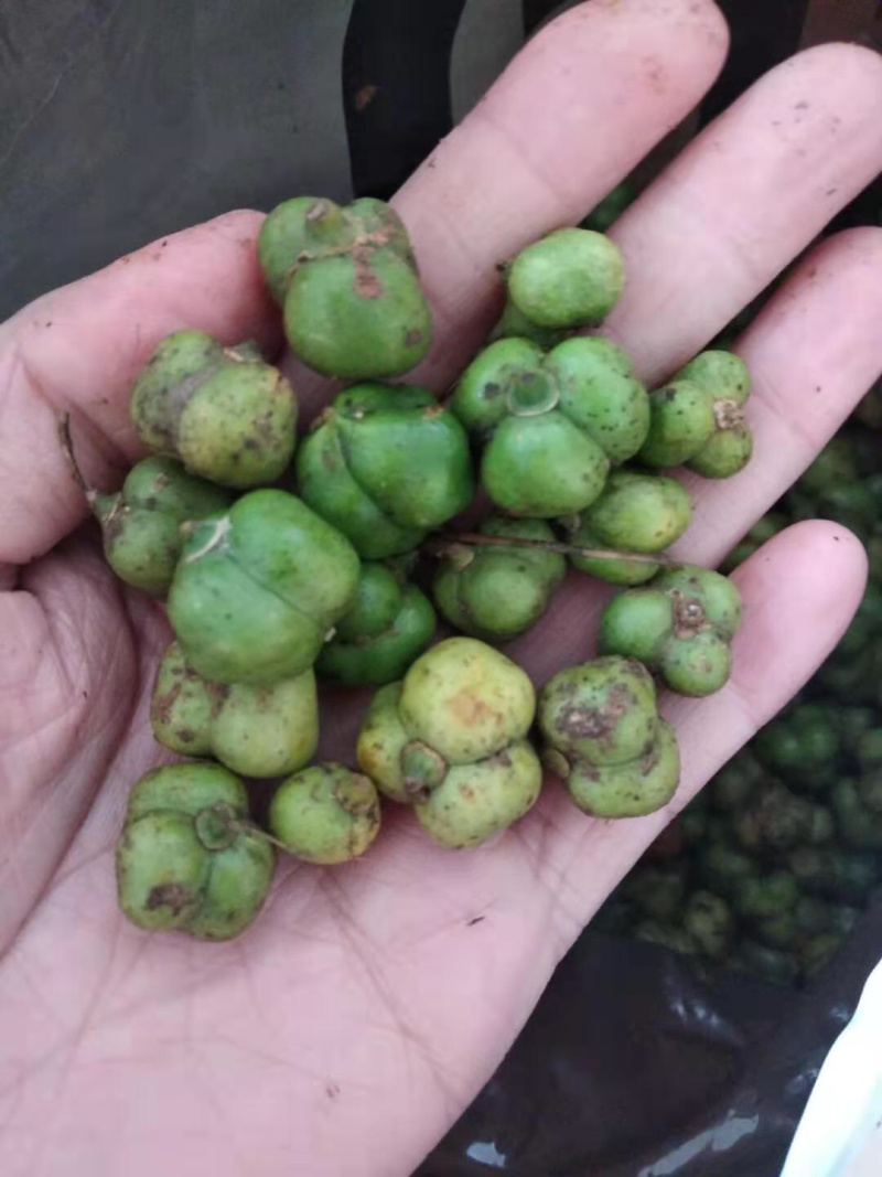 黄精种子，多花姜型甜黄精种，出苗率80%，一件代发
