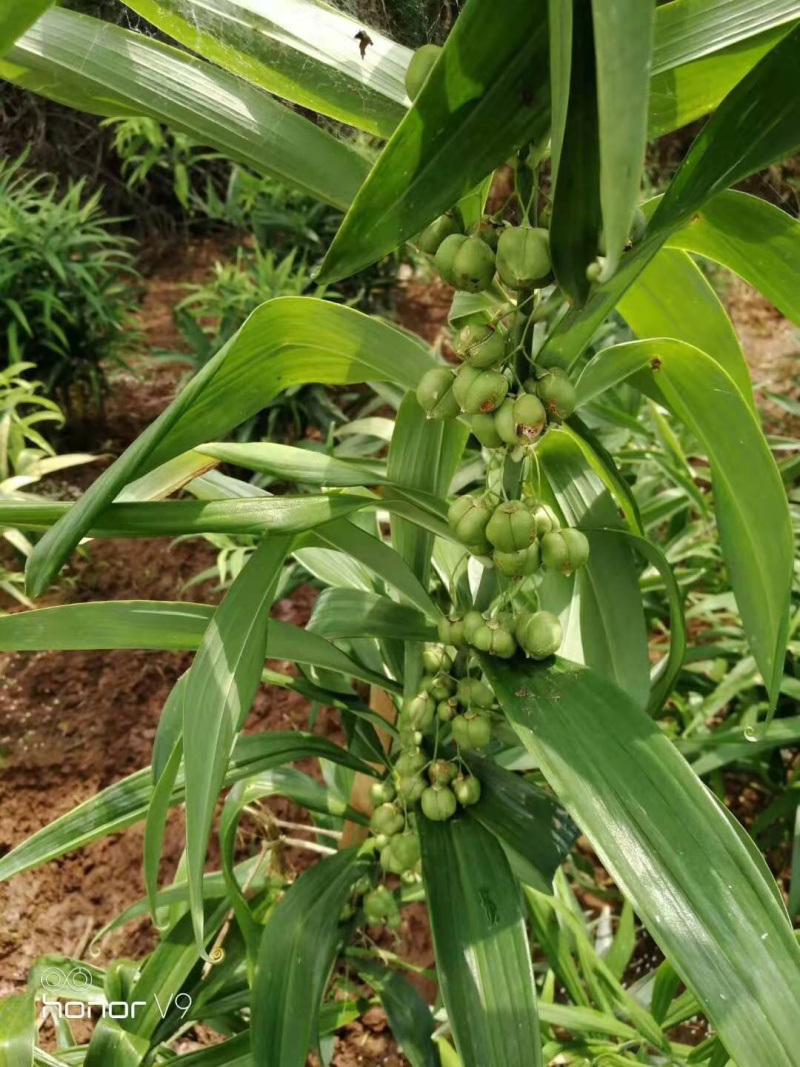 黄精种子，多花姜型甜黄精种，出苗率80%，一件代发