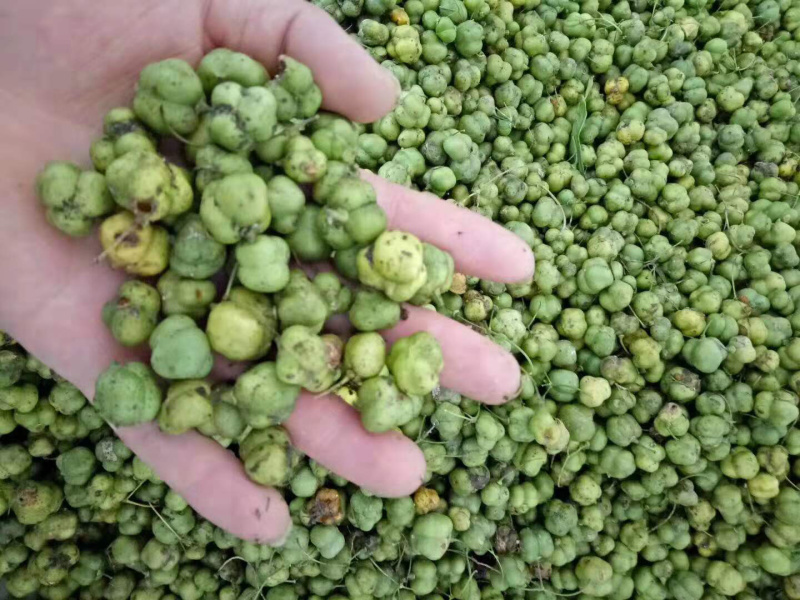 黄精种子，多花姜型甜黄精种，出苗率80%，一件代发