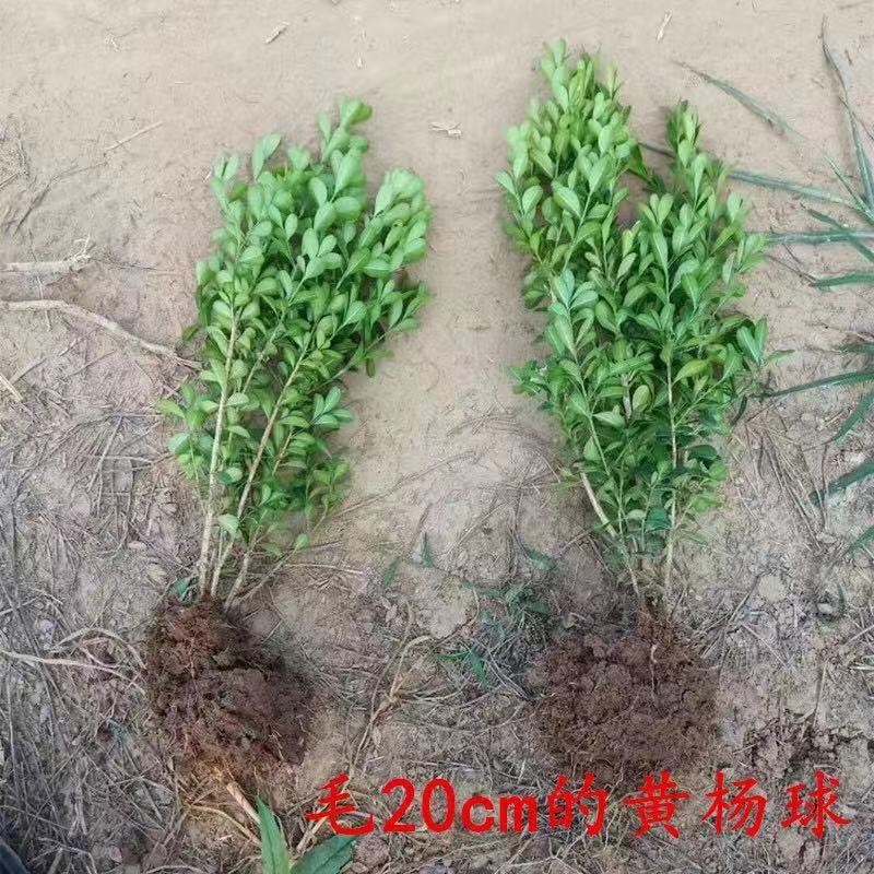 基地直发小叶黄杨床苗工程苗木量大价优报上车价