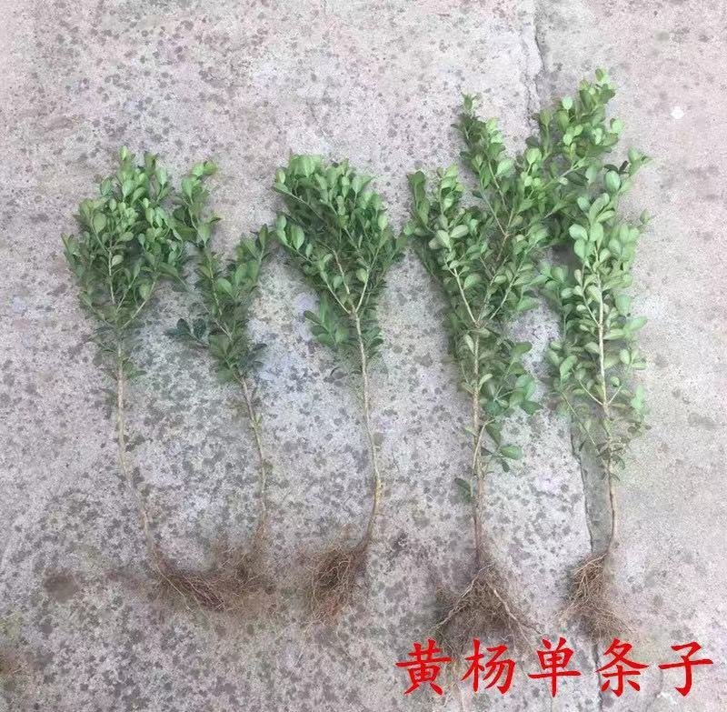 基地直发小叶黄杨床苗工程苗木量大价优报上车价