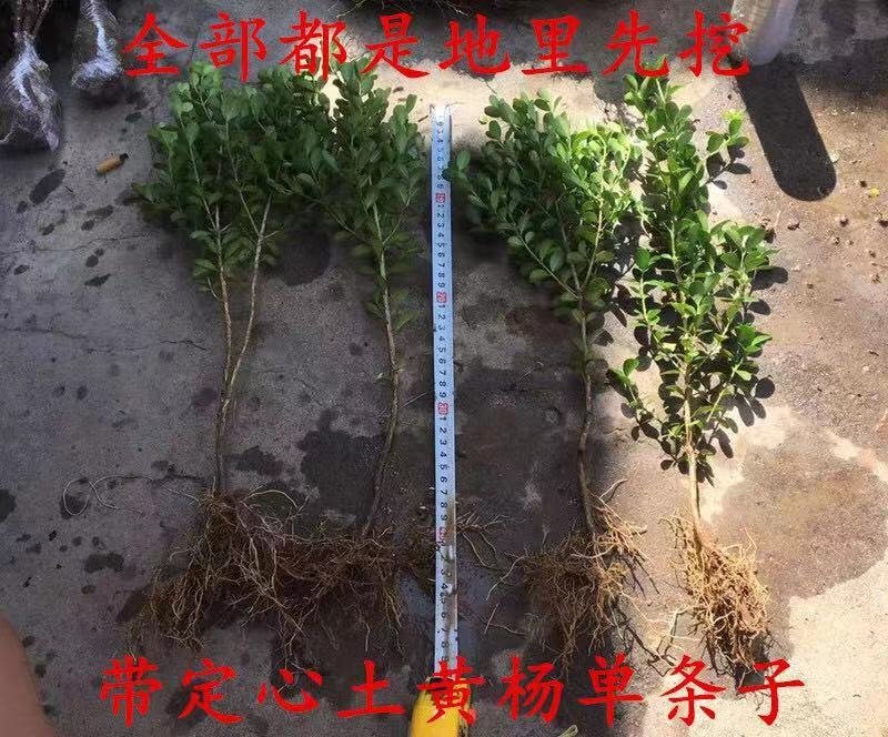 基地直发小叶黄杨床苗工程苗木量大价优报上车价