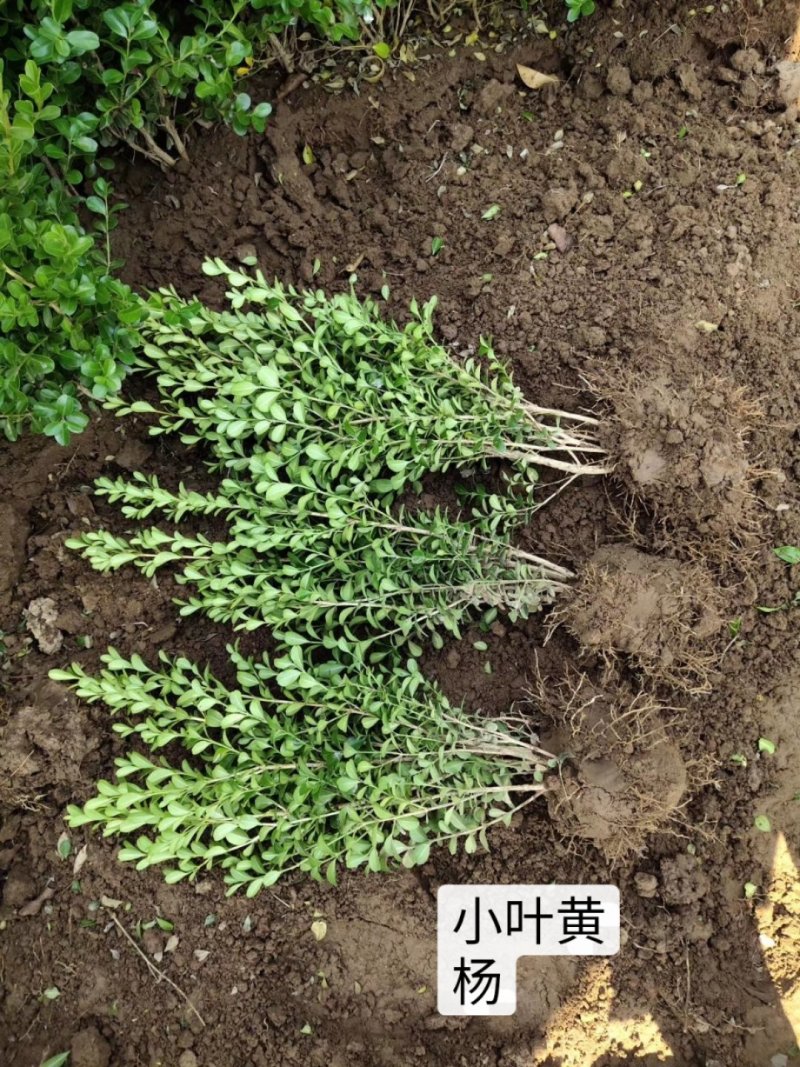 基地直发小叶黄杨床苗工程苗木量大价优报上车价