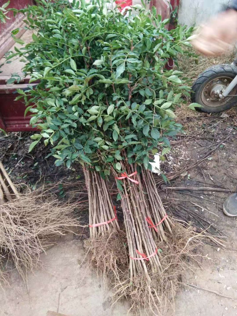 大红袍花椒苗包纯度现挖现卖，质量好价格低