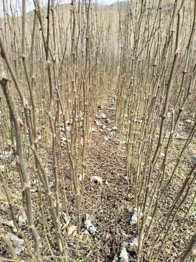 大红袍花椒苗包纯度现挖现卖，质量好价格低