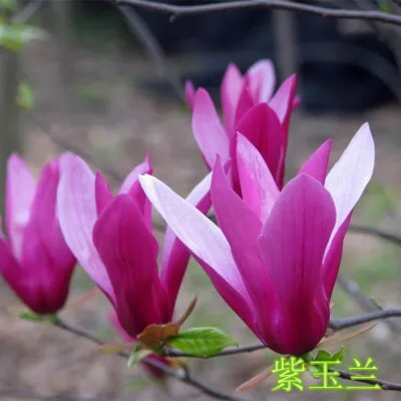 正宗玉兰苗免费包邮不与假货拼价格全部现挖现卖提供发票