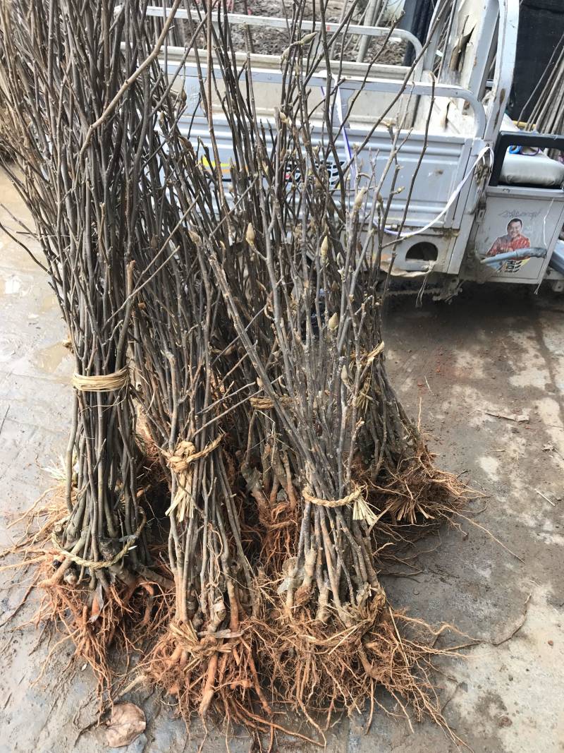 正宗玉兰苗免费包邮不与假货拼价格全部现挖现卖提供发票