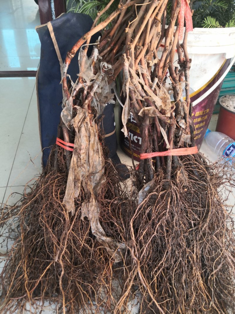 南太湖太早葡萄苗，一年生，贝达嫁接基地南北方适合种植