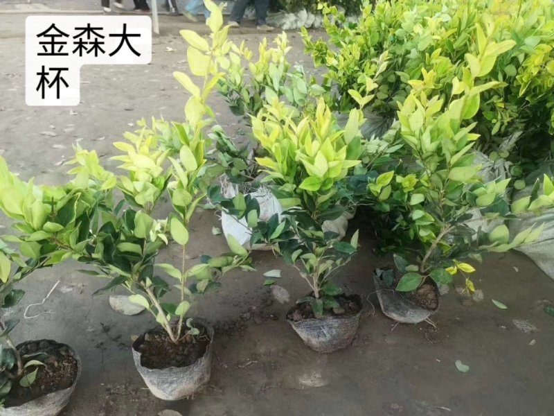 金森女贞苗篱笆庭院绿化工程苗木