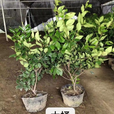 金森女贞苗篱笆庭院绿化工程苗木