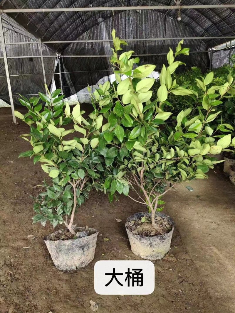 金森女贞苗篱笆庭院绿化工程苗木