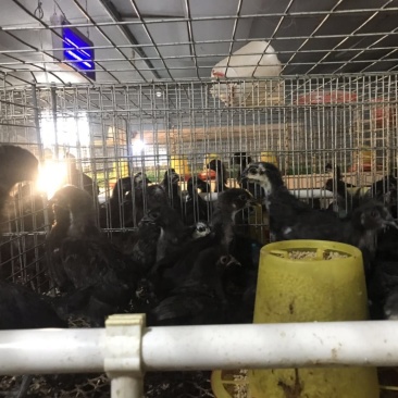 五黑母脱温苗/青脚土鸡脱温苗/前期疫苗齐全/