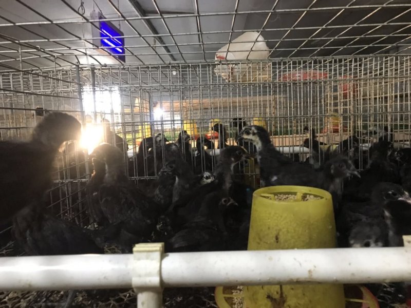 五黑母脱温苗/青脚土鸡脱温苗/前期疫苗齐全/